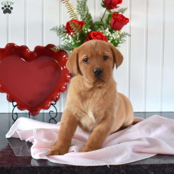 Rue, Fox Red Labrador Retriever Puppy
