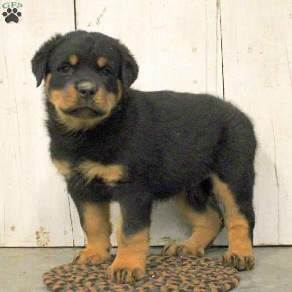 Ruger, Rottweiler Puppy