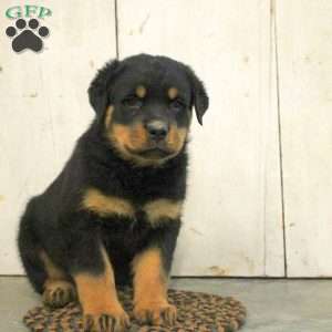 Ruger, Rottweiler Puppy