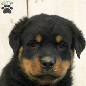 Ruger, Rottweiler Puppy