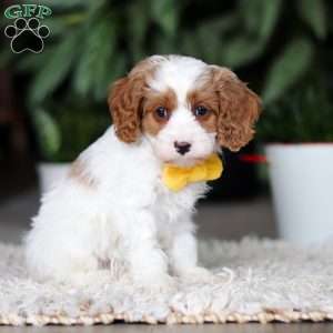 Rusty, Cavapoo Puppy