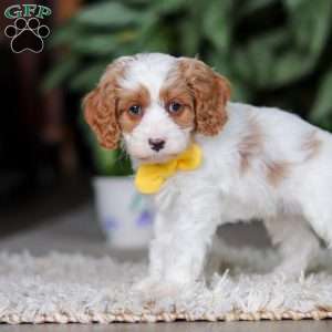 Rusty, Cavapoo Puppy