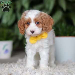 Rusty, Cavapoo Puppy