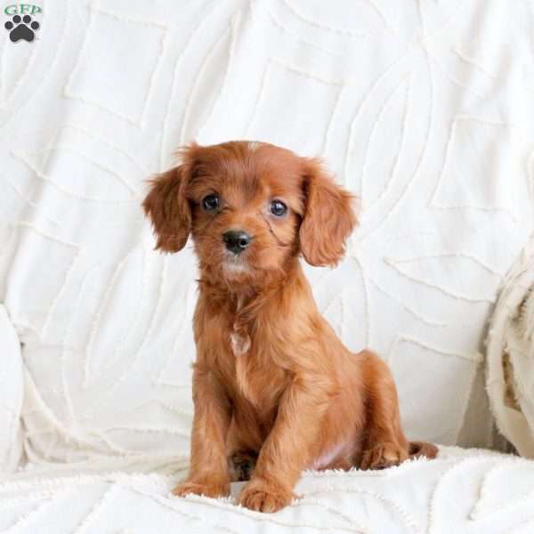 Rusty, Cavapoo Puppy