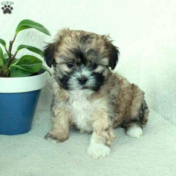 Rusty, Shih Tzu Mix Puppy
