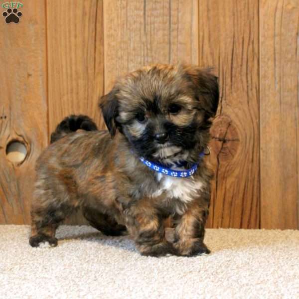 Rusty, Havapoo Puppy