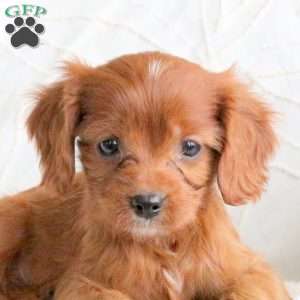 Rusty, Cavapoo Puppy