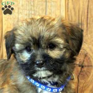 Rusty, Havapoo Puppy