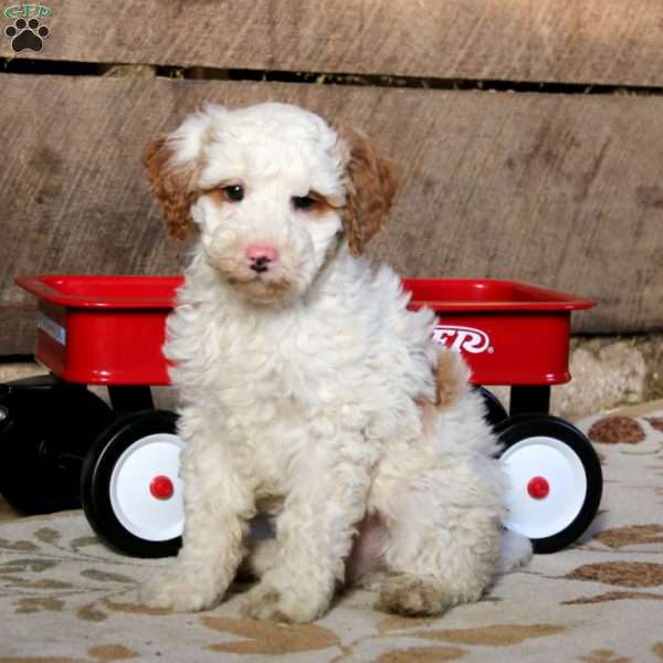 Rusty, Miniature Poodle Mix Puppy