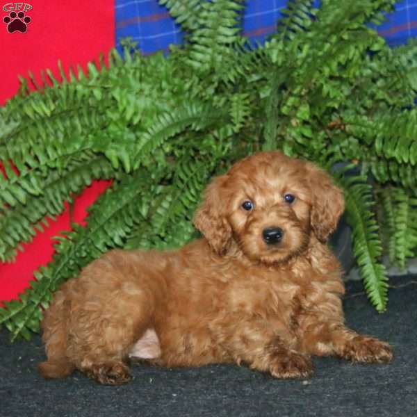 Rusty, Goldendoodle Puppy
