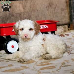 Rusty, Miniature Poodle Mix Puppy