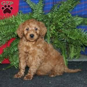 Rusty, Goldendoodle Puppy