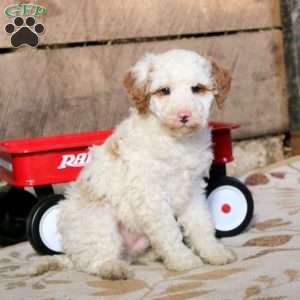 Rusty, Miniature Poodle Mix Puppy