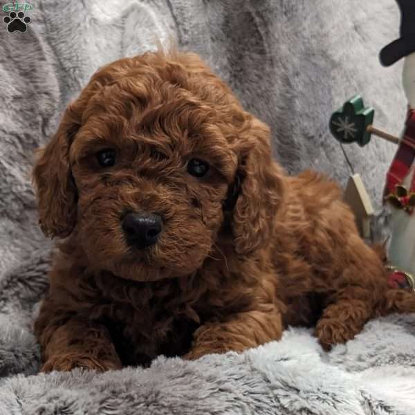 Rusty, Miniature Poodle Puppy