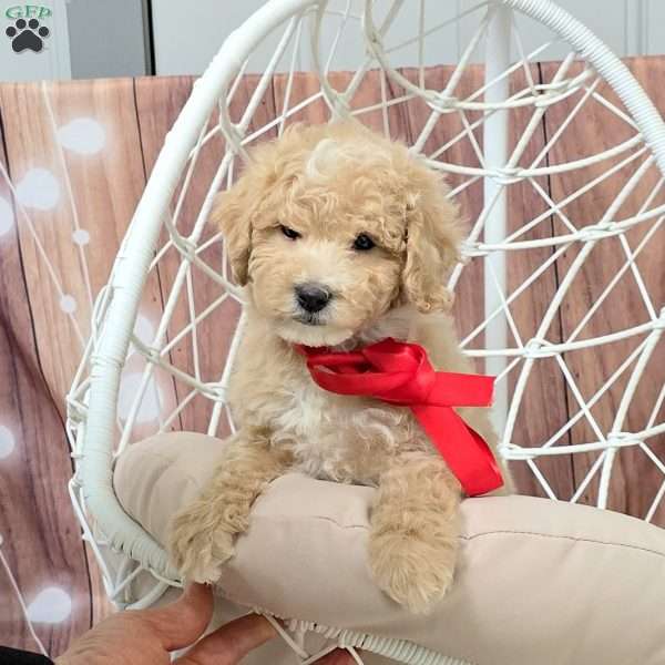 Ryan, Bich-Poo Puppy