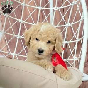 Ryan, Bich-Poo Puppy