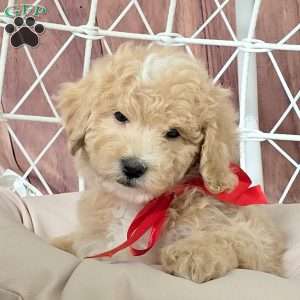 Ryan, Bich-Poo Puppy