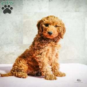 Ruby, Miniature Poodle Puppy