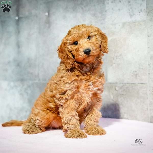 Ruby, Miniature Poodle Puppy