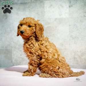 Ruby, Miniature Poodle Puppy
