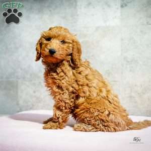 Ruby, Miniature Poodle Puppy