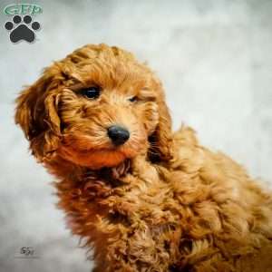 Ruby, Miniature Poodle Puppy