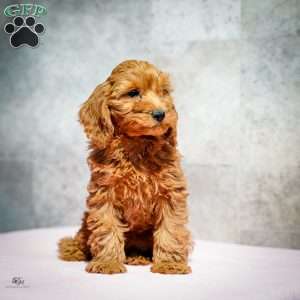 Rudolph, Miniature Poodle Puppy