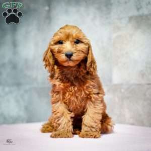 Rudolph, Miniature Poodle Puppy