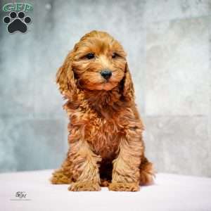 Rudolph, Miniature Poodle Puppy