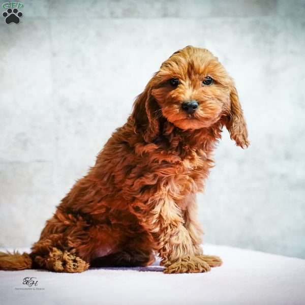 Rudolph, Miniature Poodle Puppy