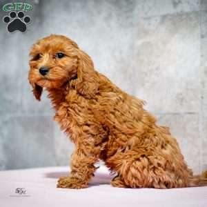 Rudolph, Miniature Poodle Puppy