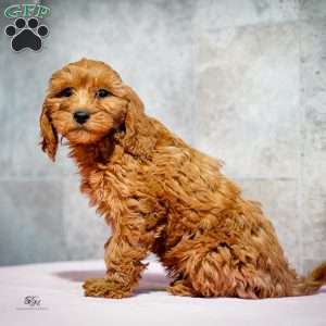 Rudolph, Miniature Poodle Puppy