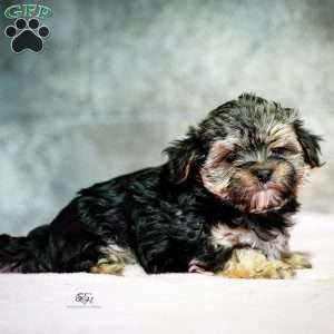 Stanley, Morkie / Yorktese Puppy