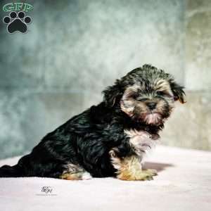 Stanley, Morkie / Yorktese Puppy