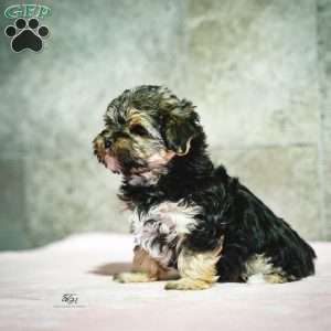 Stanley, Morkie / Yorktese Puppy