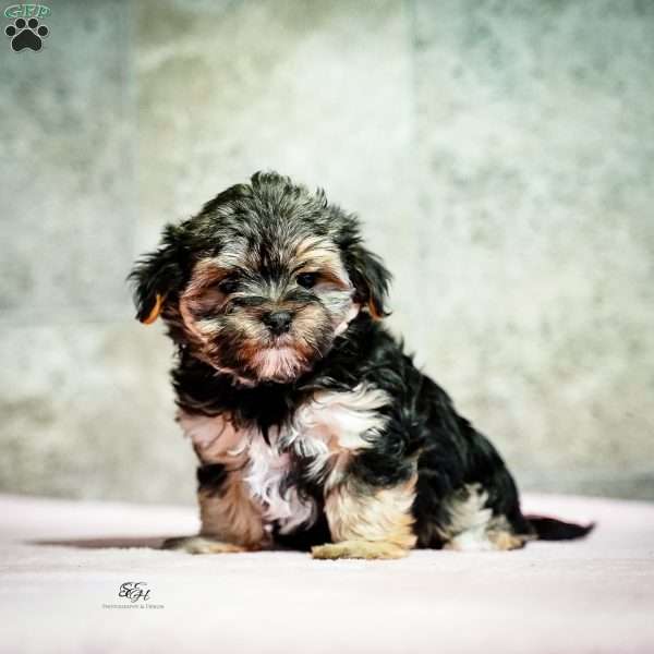 Stanley, Morkie / Yorktese Puppy