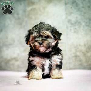 Stanley, Morkie / Yorktese Puppy