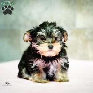 Stacey, Morkie / Yorktese Puppy