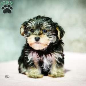 Stacey, Morkie / Yorktese Puppy