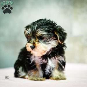 Stacey, Morkie / Yorktese Puppy