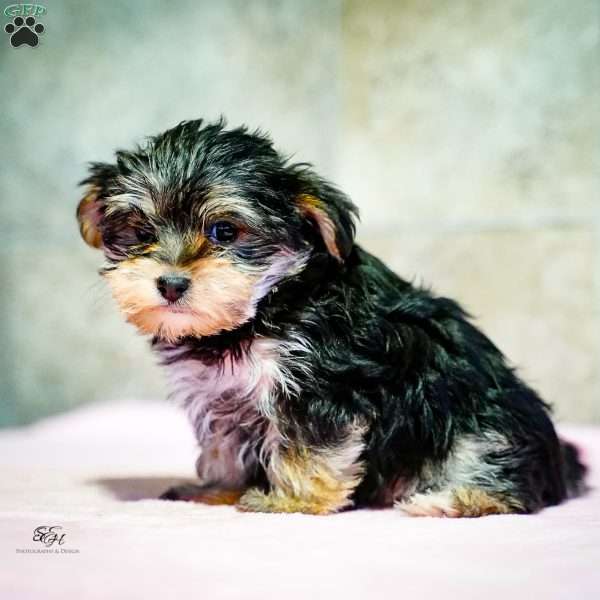 Stacey, Morkie / Yorktese Puppy