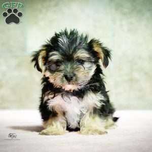 Stella, Morkie / Yorktese Puppy