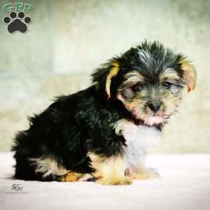 Stella, Morkie / Yorktese Puppy