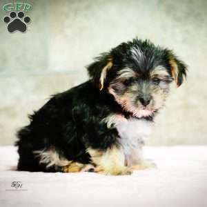 Stella, Morkie / Yorktese Puppy