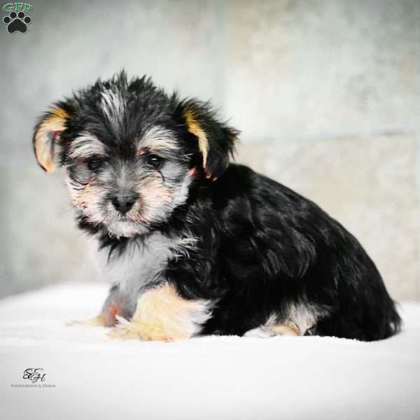 Stella, Morkie / Yorktese Puppy