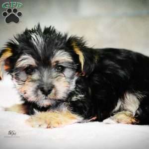 Stella, Morkie / Yorktese Puppy