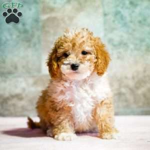 Peter, Miniature Poodle Puppy