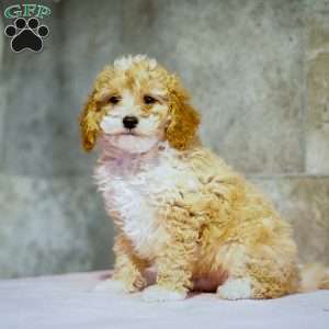 Peter, Miniature Poodle Puppy