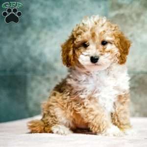 Peter, Miniature Poodle Puppy