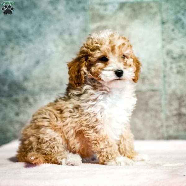 Peter, Miniature Poodle Puppy